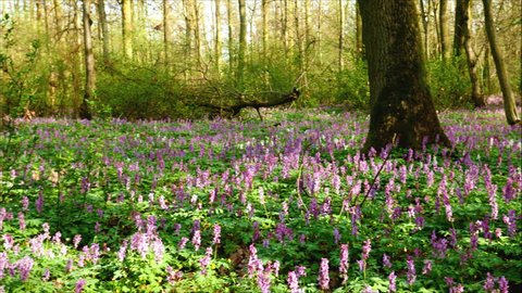 Spring forest with the fields of the blooming Pustelian corylus (Corydalis cava)