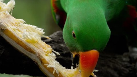 Green Eclectus parrot eat sugar cane at tree branch