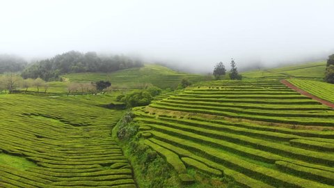 Cloudy / fog tea plantation terrace drone / aerial shot in Azores island, Portugal, Europe