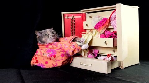 This real time video shows a cute cat going through her clothing, looking at the, and throwing them around in her wardrobe dresser on a black studio background.