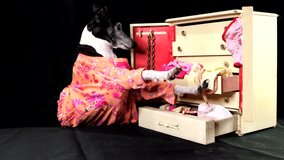 This video shows a cute italian greyhound dog in a dress going through her clothing, looking at the, and throwing them around in her wardrobe dresser on a black studio background.
