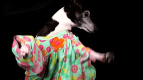 This slow motion POV video shows cute party italian greyhound dog in a dress having a colorful silly string fight.