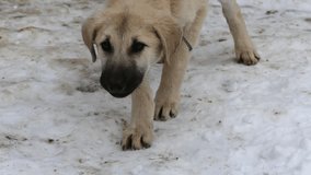 a puppy tied outside at a village house,hd video,