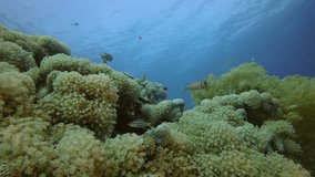Beautiful Underwater Colorful Life. Picture of colorful reef coral scene in the tropical reef of the Red Sea Dahab Egypt.