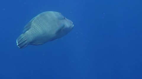 Napoleon wrasse (Cheilinus undulatus) swimming in the blue ocean. Underwater video from scuba diving with big fish in the sea. Marine wildlife in the ocean.