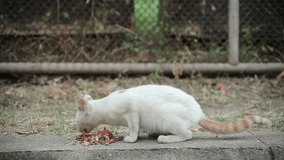 Street Cat Eating Scraps Raw Fish 