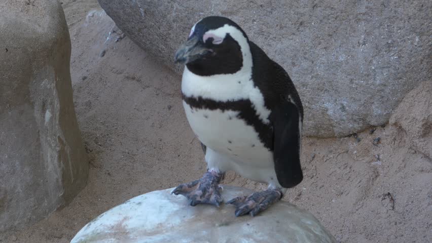 A penguin stands on a large rock, and then lays itself down, facing the camera.