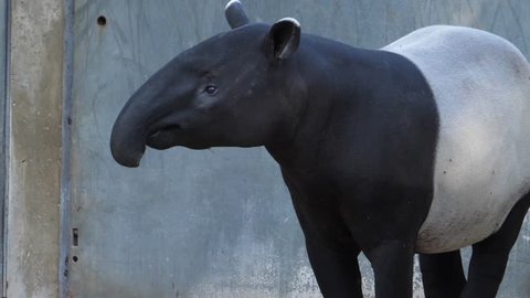tapir standing around, moving his head and wiggling it's nose
