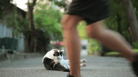 Cat Black and White Cleaning Body Among People Walking, Running and Biking for Exercise in Park