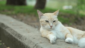 Cat Sigh Breath and Chilling Lean Against Concrete in Park 