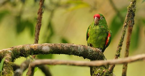 Crimson-fronted Parakeet, Aratinga funschi, portrait of light green parrot with red head, Costa Rica. Wildlife scene from tropical nature. Bird in the habitat. 