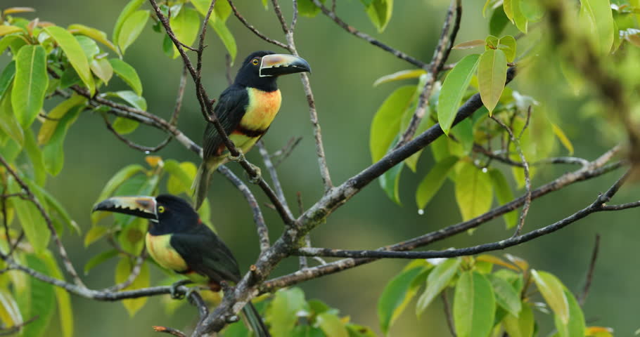 Collared Aracari, Pteroglossus torquatus, bird with big bill. Toucan sitting on the nice branch. Colorful tropical animal in the rainforest, Costa Rica.