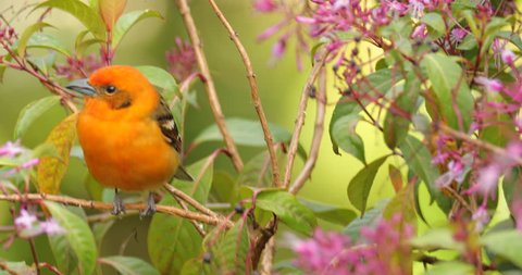Orange bird in green tropical vegetation. Tanager from Costa Rica. Wildlife scene from nature. Flame-colored Tanager, Piranga bidentata, Savegre, Costa Rica. Bird in branch with pink blooms.