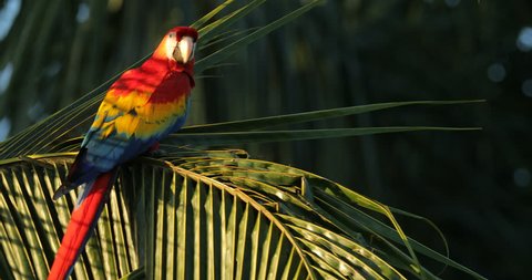 Red parrot Scarlet Macaw, Ara macao, bird sitting on the branch, Costa Rica. Wildlife scene from tropical forest. Beautiful parrot on green tree in nature habitat, evening light.