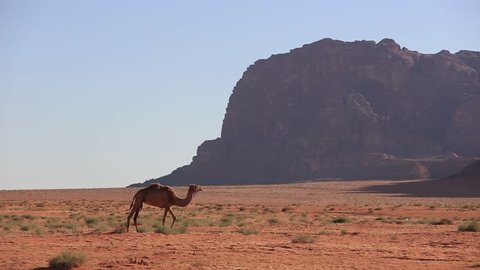 Camel with herdsman in the Sahara desert, Morocco.