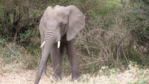 Elephant, big african elephant bull is walking direct to the camera. Stable footage in 4 K, 59,94 fps. Tanzania, Bushland. Africa 