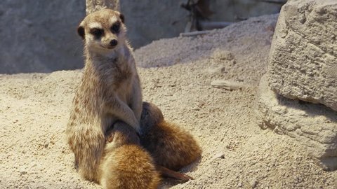 A meerkat mother stands upright facing right. Her two young nurse, one on each side. The mother then jumps away and the babies get pulled away. 