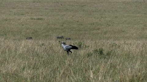 A Secretary bird walks in the savannah in a windy day