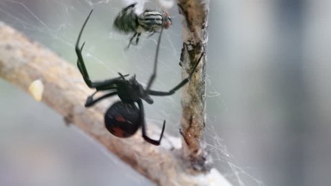 Close up of a female Redback spider (Black widow spider) catch prey and wrapping it with web on a dry tree branch with soft focus background