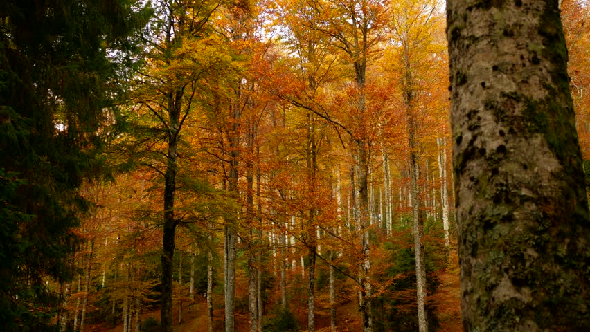 Colorfull Cansiglio forest in autumn.
The ancient Forest of the Doges of the Republic of Venice.
