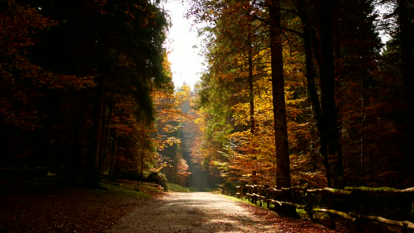 Colorfull Cansiglio forest in autumn.
The ancient Forest of the Doges of the Republic of Venice.