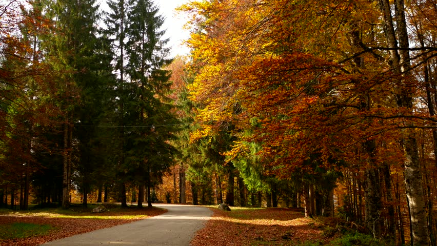 Colorfull Cansiglio forest in autumn.
The ancient Forest of the Doges of the Republic of Venice.