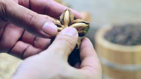 Hand picking Sacha Inchi fruit seeds on wooden floors and wooden container background. Seeds of sacha inchi on hand. Sacha inchi seed selection. Video, footage of Sacha Inchi - HD