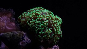 Euphyllia hammer lps coral in reef aquarium (Euphyllia ancora)