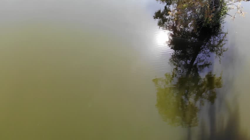 Drone footage of trees in the San Jacinto River near Houston, Texas
