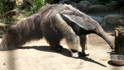 Giant Anteater Myrmecophaga Tridactyla Close Up at Zoo. Termite Eater Ant