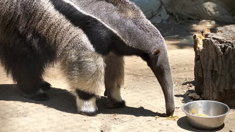 Giant Anteater Myrmecophaga Tridactyla Close Up at Zoo Termite Eater Ant