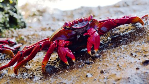 closeup of red Sally Lightfoot Crab feeding on rock at sea shore