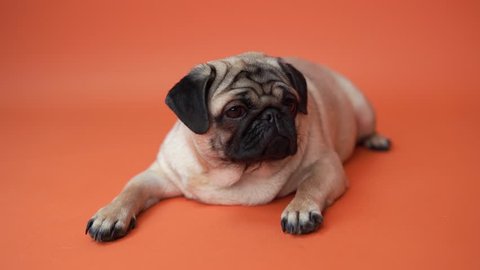 Funny Pug Puppy on orange background. Portrait of a cute pug dog with big sad eyes and a questioning look on a orange background, beige pug with huge eyes on a orange background
