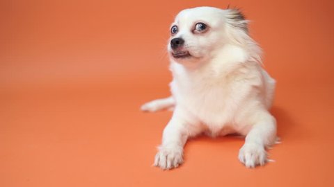 Funny spitz Puppy on orange background. Portrait of a cute spitz dog with big sad eyes and a questioning look on a orange background, beige spitz with huge eyes on a orange background
