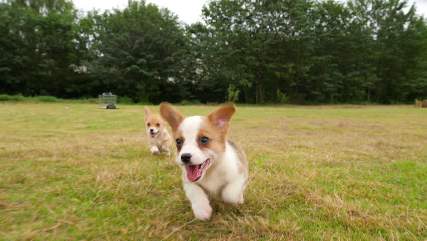 Slow motion of lovely Corgi puppy running to the camera outdoor in the field, happy dog playing after the camera, 4k | Shutterstock HD Video #1021840048