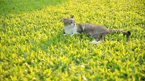 Cat Chilling on Grass in Evening of Day 