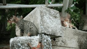 Two Cat Sitting on Huge Concrete and One Cat Walk out of Frame