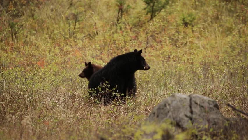 Two bears sitting behind each other and looking on sides. In the yellow grass. National Park Yellowstone, USA.