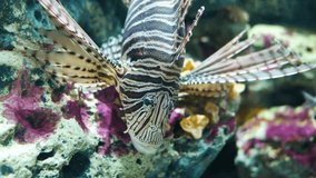 Beautiful fish in water tank, Aquarium in Bangkok,Thailand