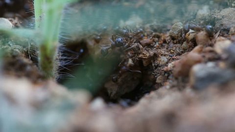 Black ants working together