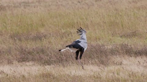 Secretary bird in the Serengeti savanna