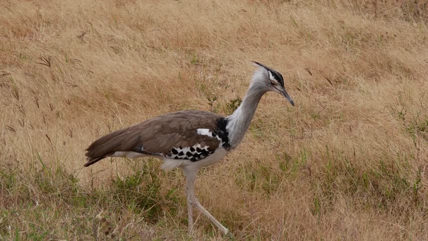 Kori Bustard Bird In The Stock Footage Video 100 Royalty Free Shutterstock