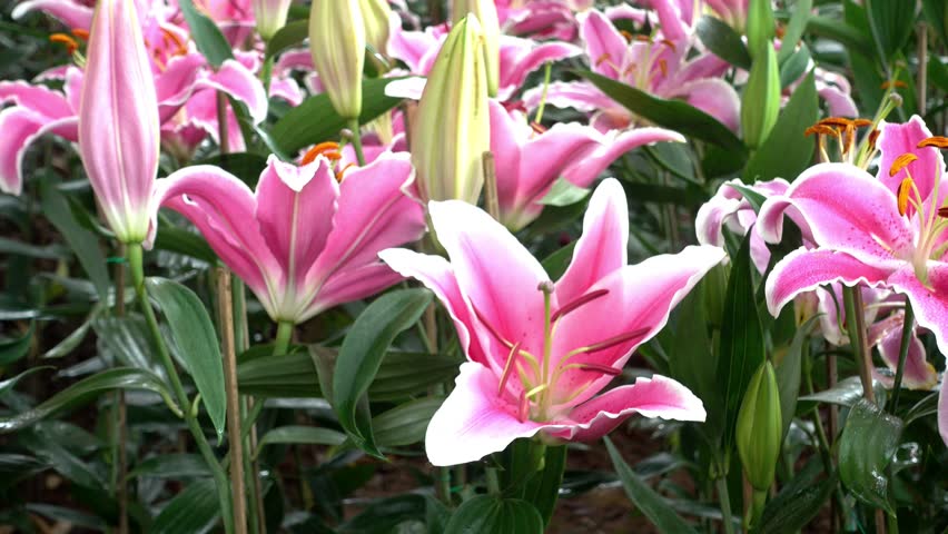 Pink day lily flowers in the garden, pan shot 