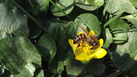 Bee pollinates Yellow Crimean flower Kaluzhnitsa ?altha Ranunculaceae CloseUp