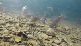 Underwater footage of Chub (Leuciscus cephalus) swimming close-up under water in the nature river habitat. Underwater video of feeding fishes in the clean little creek.