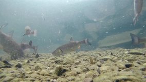 Underwater footage of Rainbow trout (Oncorhynchus mykiss) and Chub (Leuciscus cephalus) swimming close-up under water in the nature river habitat. Underwater video of feeding fishes in the clean littl