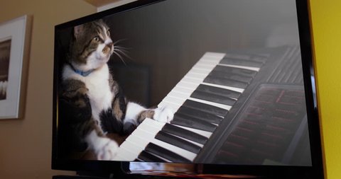 A wall-mounted television shows a viral video of a funny cat playing a keyboard or electric organ.  	