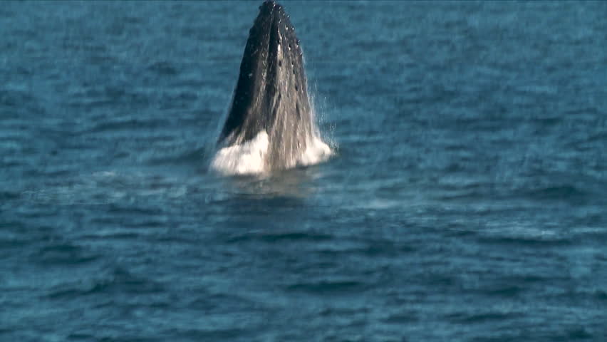 Humpback Whale Breaching in Slow Motion
