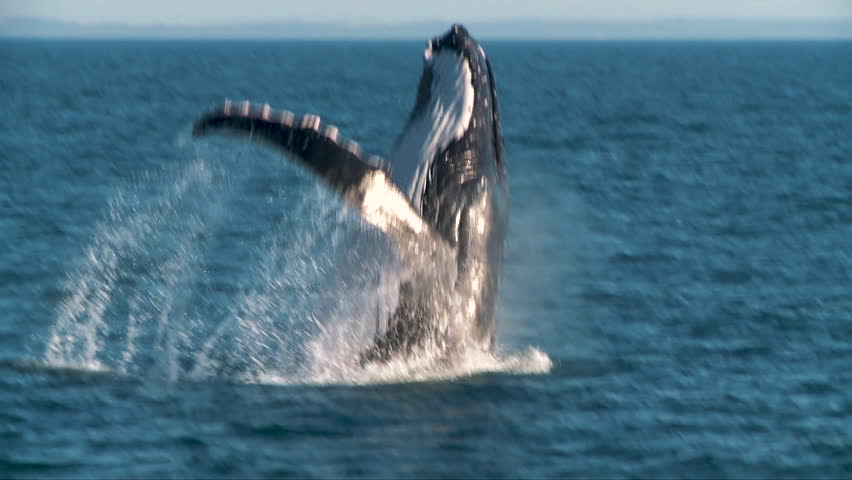 Humpback whale jumping in the clouds image - Free stock photo - Public ...