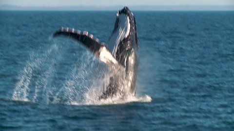 Humpback Whale Breaching in Slow Motion
